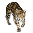 Johnson High School logo